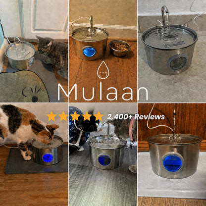 The 3.2L Stainless Steel Cat Fountain That Keeps Water Fresh for Up to 7 Days